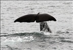 Tail Shot Rear - Sperm Whale Kaikoura NZ